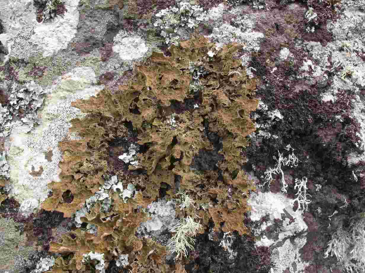 [Lobaria macaronesica]